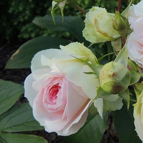 Rosa Sophia Romantica ® - alb - roz - Trandafir copac cu trunchi înalt - cu flori tip trandafiri englezești - coroană dreaptă